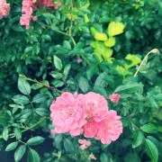 リリィの画像