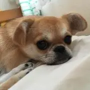 クー