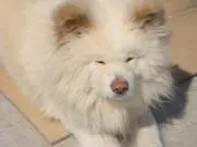 frying dogの画像