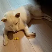 ♡ななし♡