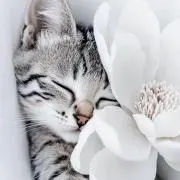 ❁ MiN ❁の画像