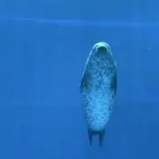 ぽんの画像