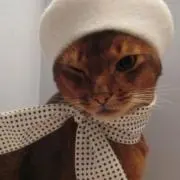 きなこの画像
