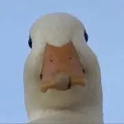 アヒルの画像