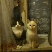 まくりの画像