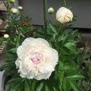 ティコの画像