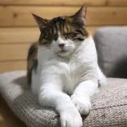 ナミの画像