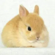 うさぎ丼の画像