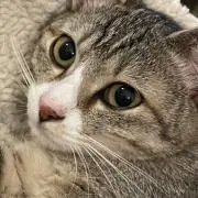 ねここねの画像