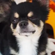 momotaroの画像