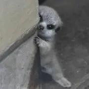 dogの画像