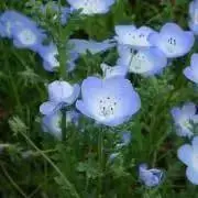 はな