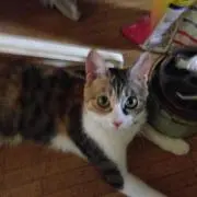 コロナ