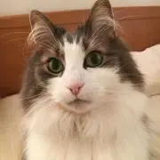 なの画像