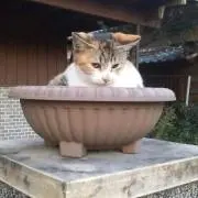 Caramel