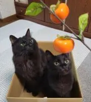 まるの画像