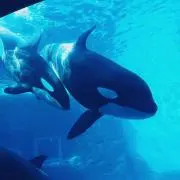 TRの画像