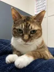 りんの画像