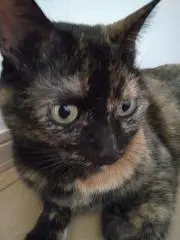 SABI