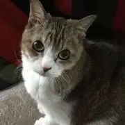 石川