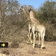 かおりんの画像