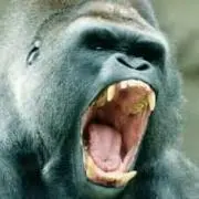 Gorilla