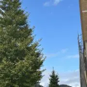 ひなの画像