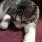 ふにゃんこ