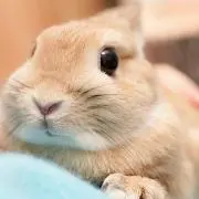 コニーの画像