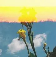 せっちの画像