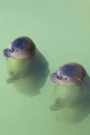 Macの画像