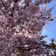 やまこの画像