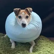 ココア