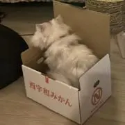 こ*ぶ様 スマスロ 主役は銭形4 コイン不要機付き - メルカリ