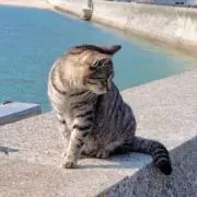 こんぶの画像