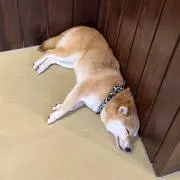 Hの画像