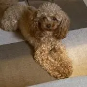 Rの画像