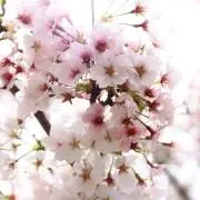 movの画像