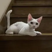 ぴあずの画像