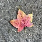 ゆきの画像