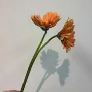 hiiiiiの画像