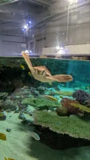 やぎの画像