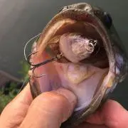 わったんの画像