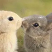 ひまわり