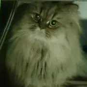 ぽんたん