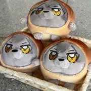 うたんの画像