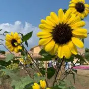 ⭐︎