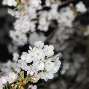 つ