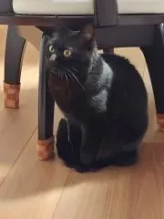 あちらかしの画像