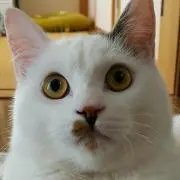 ガブちゃん